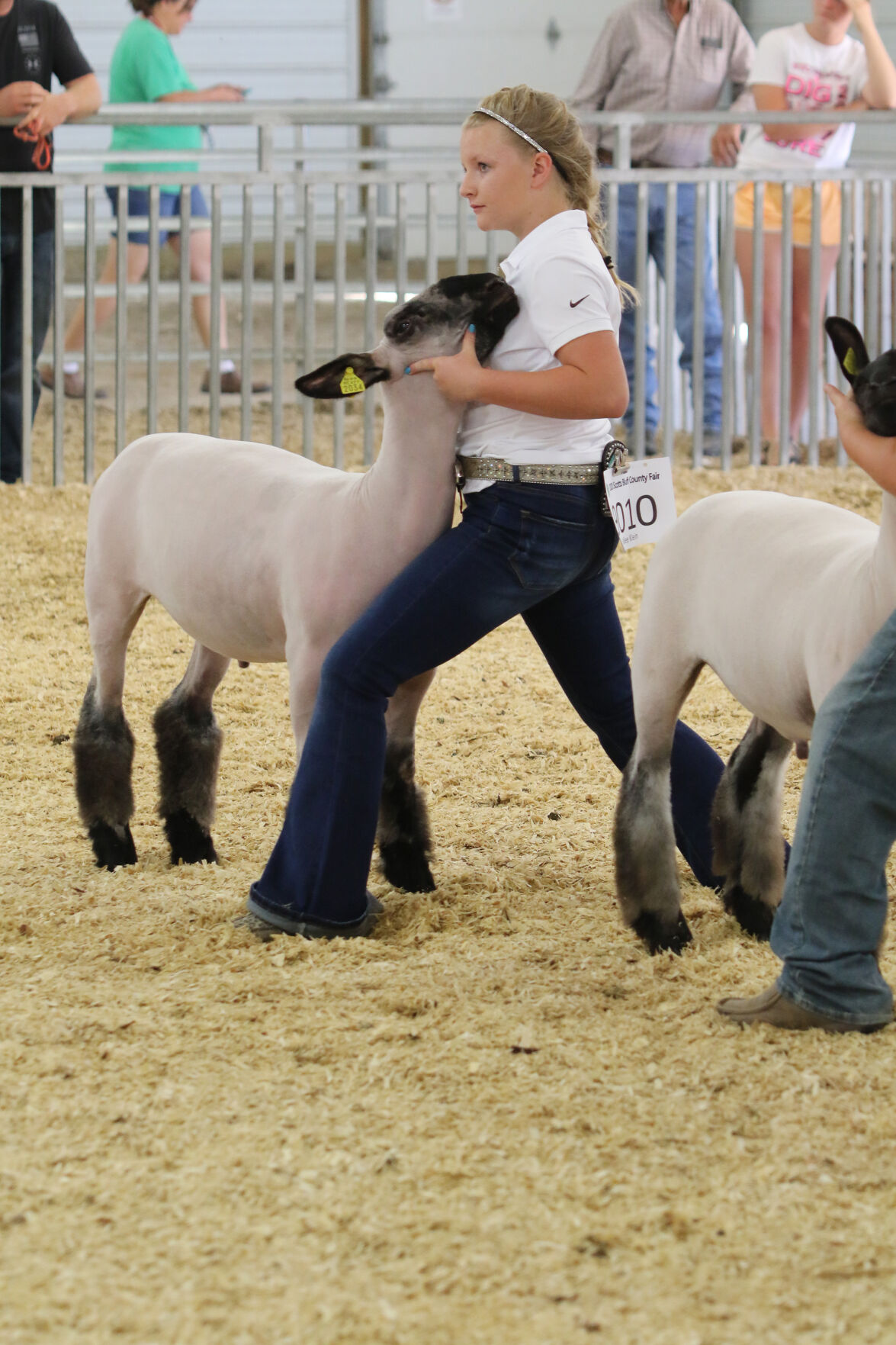 PHOTO: Sheep Show at Scotts Bluff County Fair